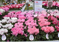 De geurende Cyclaam Odora van Schoneveld Breeding bestaat inmiddels ook 2 jaar.